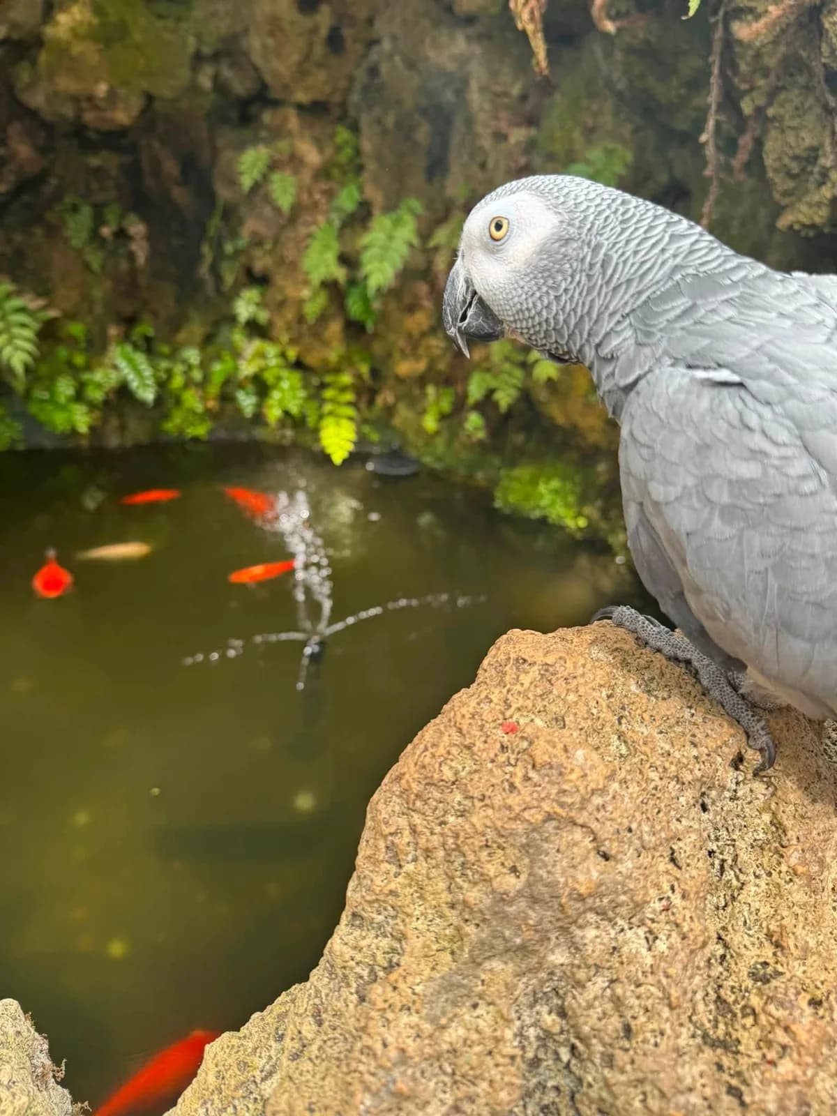 African grey parrot perched on a rock above the koi pond at the Botanic Gardens Aviary