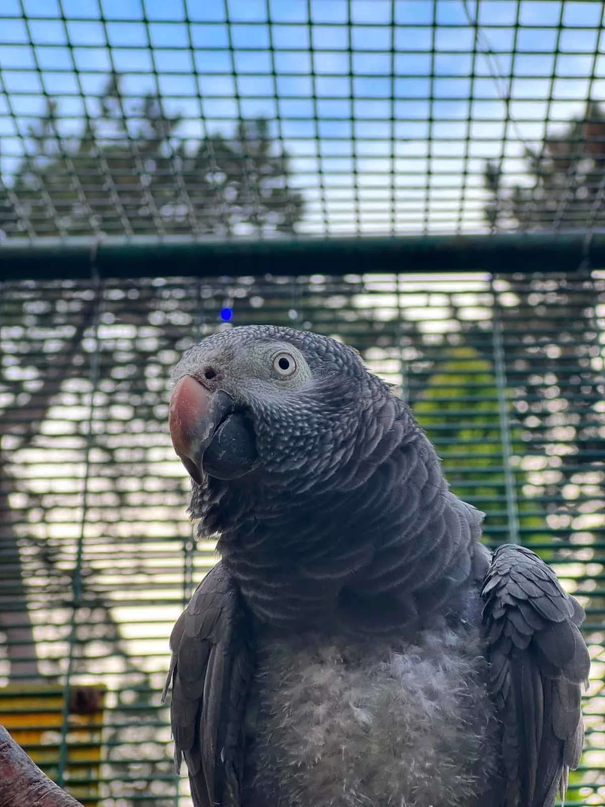 African grey parrot with blue sky visible through the aviary mesh roof