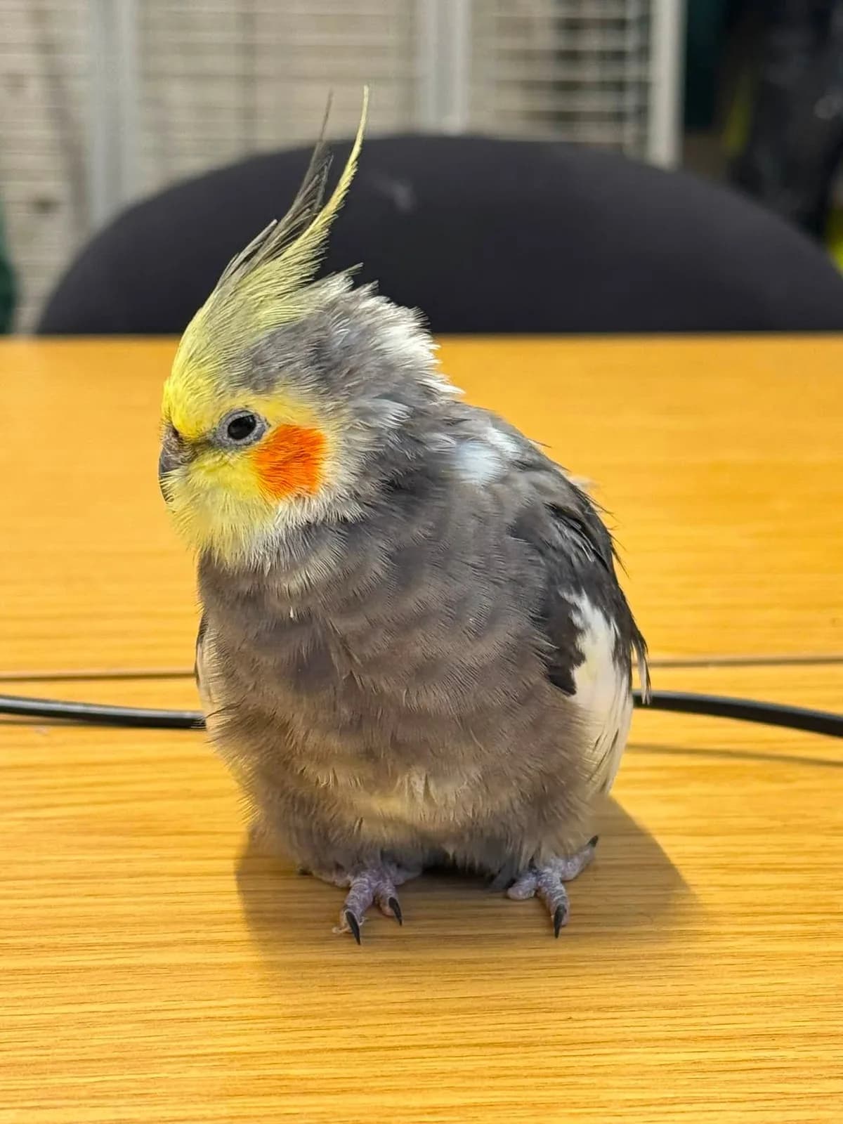 Cockatiel with yellow crest perched on a desk