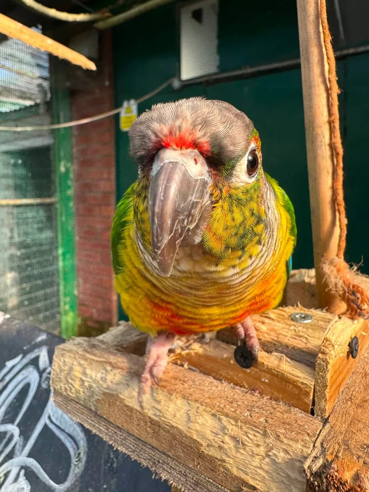 Colourful green and yellow conure parakeet perched on wooden frame