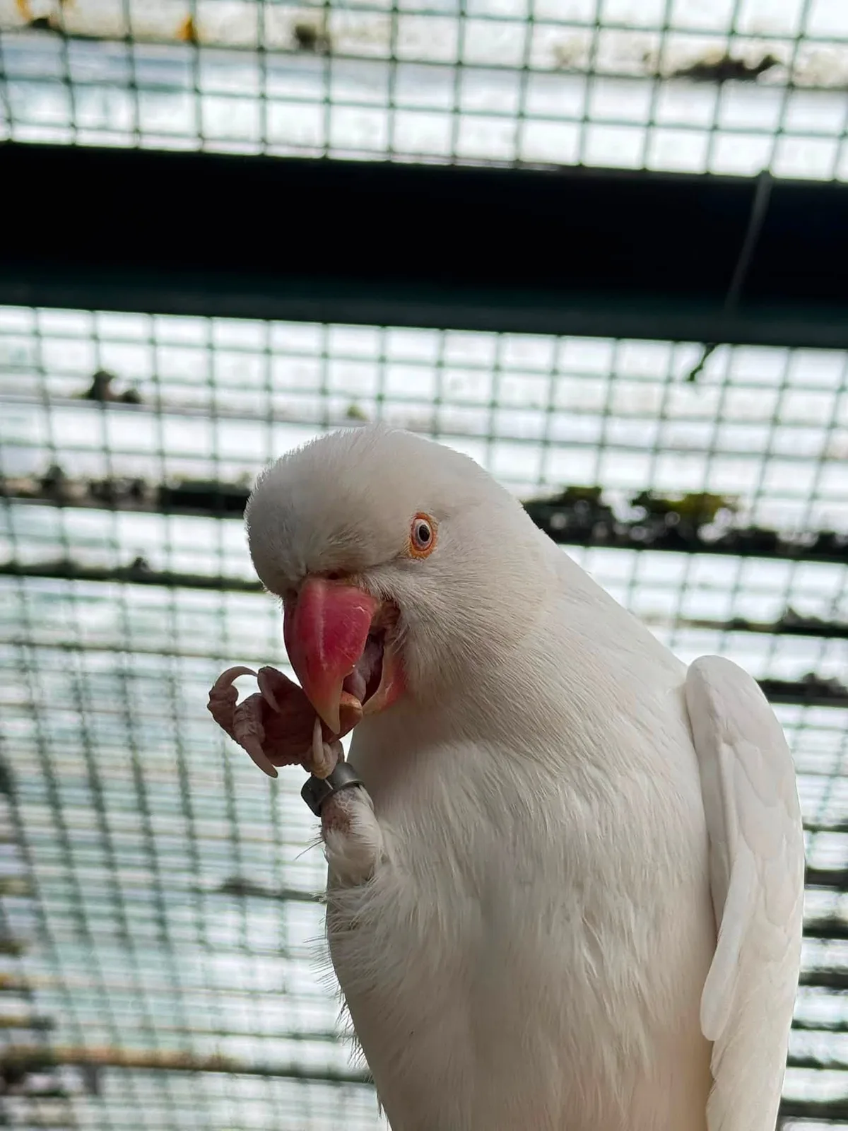 White corella cockatoo perched in the aviary holding food in its claw