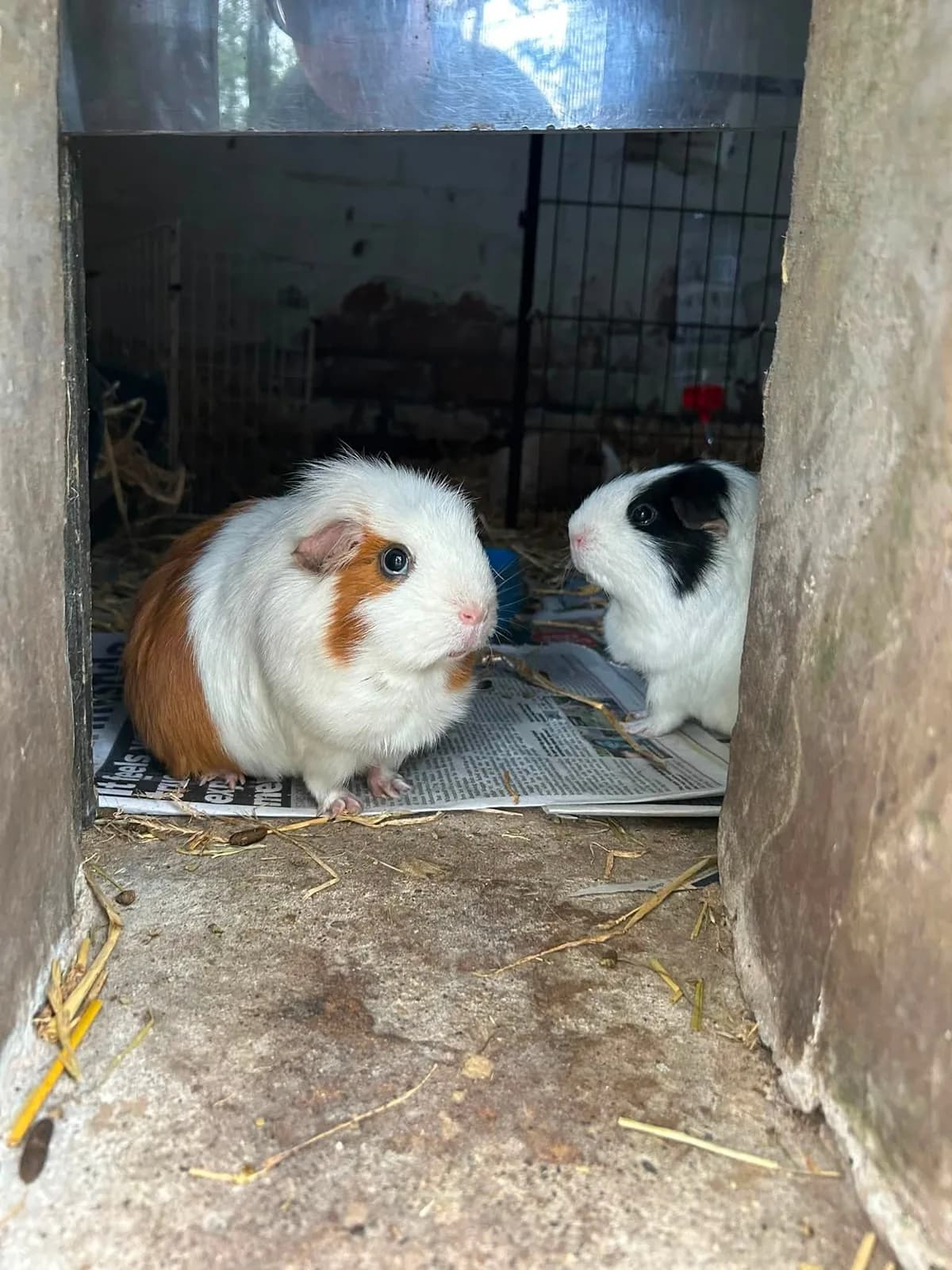 Two guinea pigs in a hutch at the Botanic Gardens Aviary