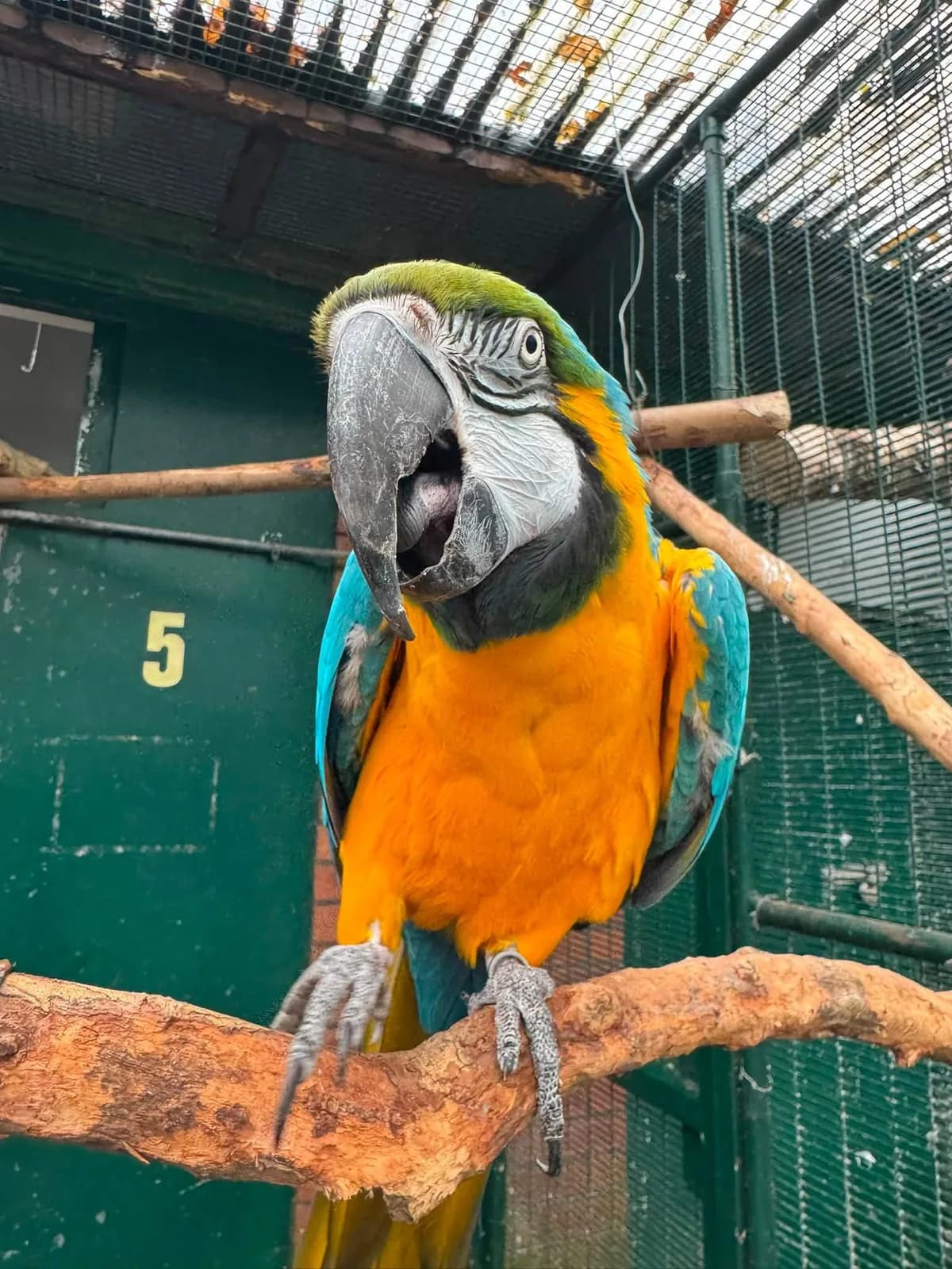 Blue and gold macaw perched in the Botanic Gardens Aviary, Churchtown, Southport