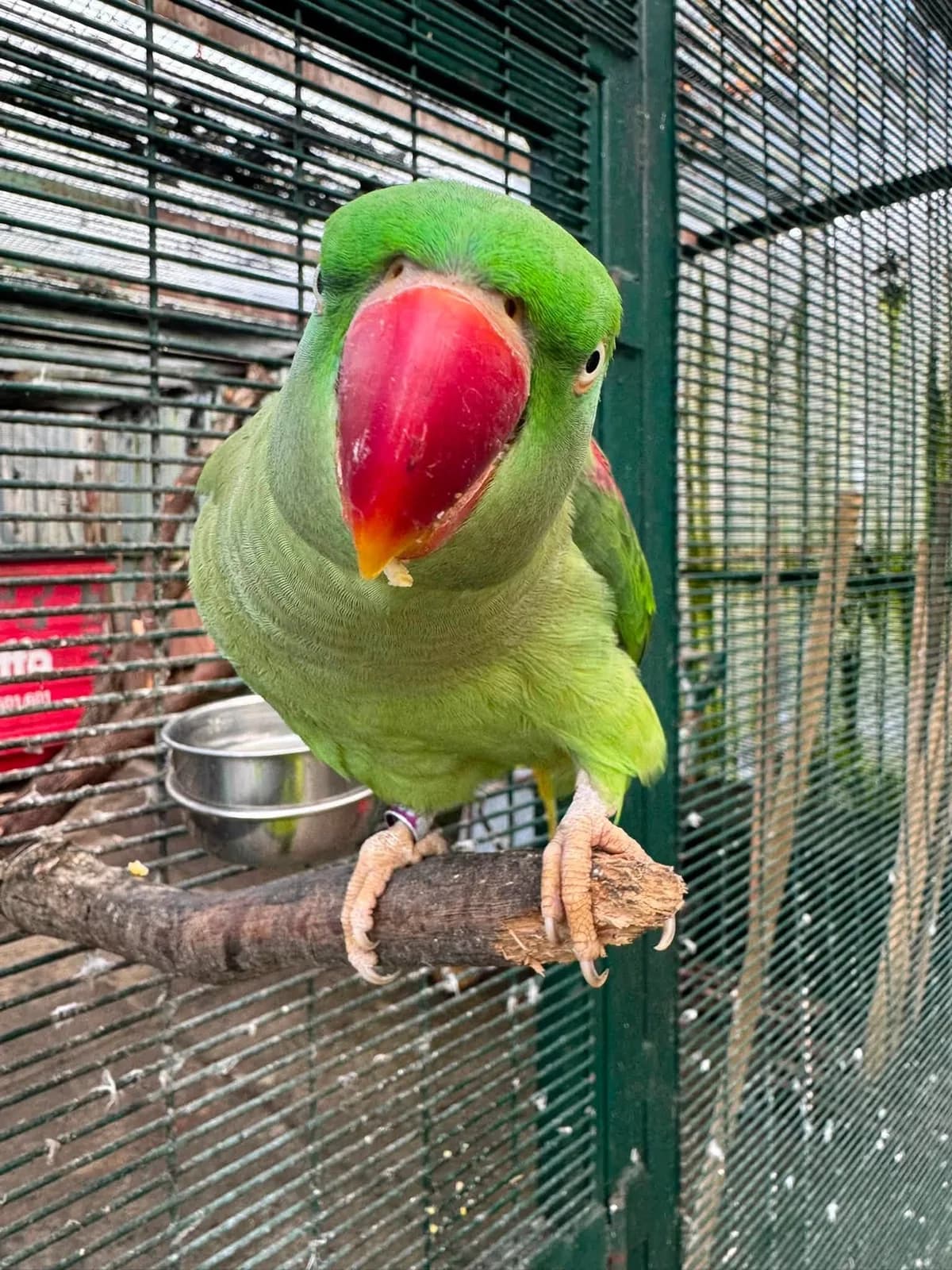 Green ringneck parakeet close-up with red beak at the Botanic Gardens Aviary